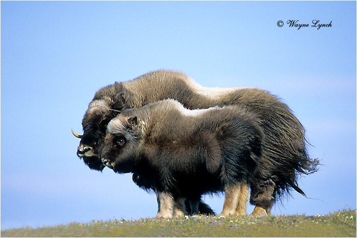 Muskox Mother & Calf 124 by Dr. Wayne Lynch &copy;